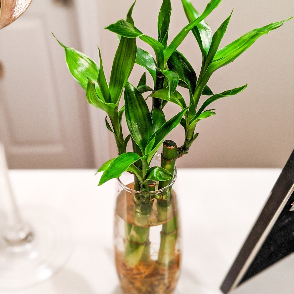 Live Lucky Bamboo Home Easy Grow Decor - Picture 5 of 12
